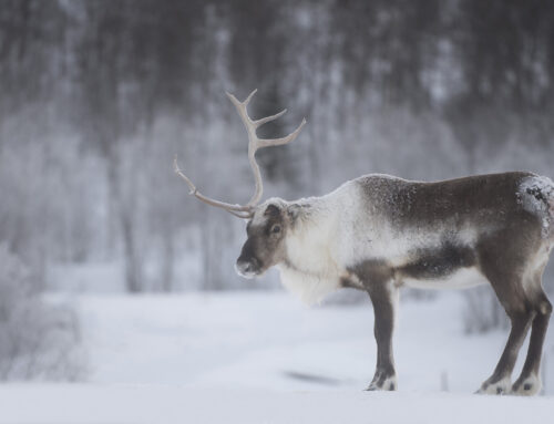 Un forum de la Nation innue critique le Québec pour son inaction à protéger le caribou