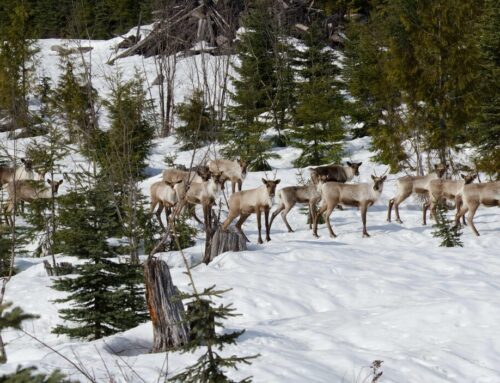 Ottawa pourrait intervenir pour protéger les caribous du Québec