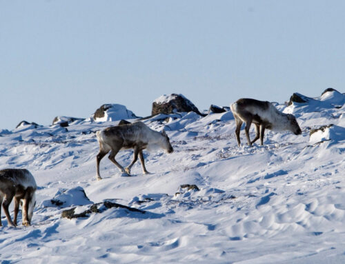 Trois Premières Nations en Colombie-Britannique poursuivent le gouvernement fédéral en justice pour avoir tardé à protéger l’habitat du caribou