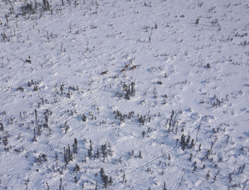 Innus et Naskapis font leur propre plan d’action pour le caribou