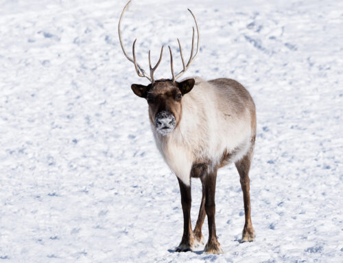 Québec reporte la mise en enclos des caribous de la Gaspésie