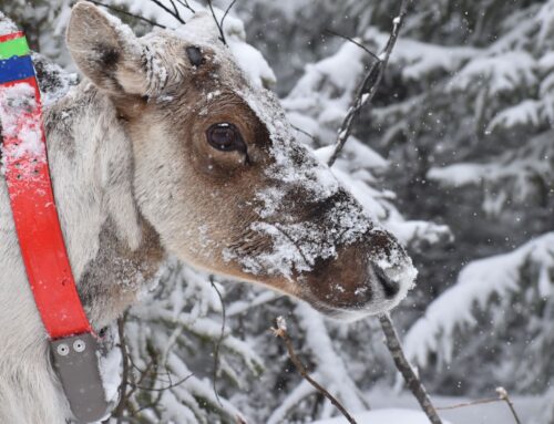 Ottawa et Québec s’entendent sur la protection du caribou forestier