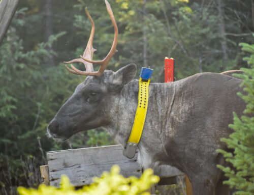 Caribou : Long Point et Kitcisakik se joignent à la bataille judiciaire contre Ottawa