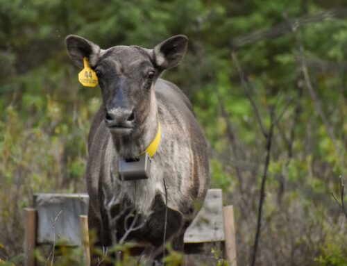 Protection du caribou : Environnement Vert Plus presse Ottawa d’appliquer son décret