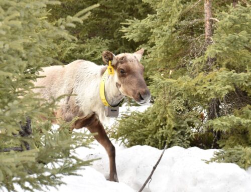 Québec prévoyait 15 aires protégées