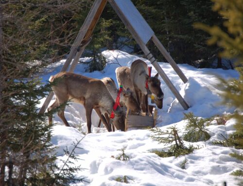 Après ceux de Val-d’Or, les caribous de Charlevoix et de Gaspésie capturés cet hiver