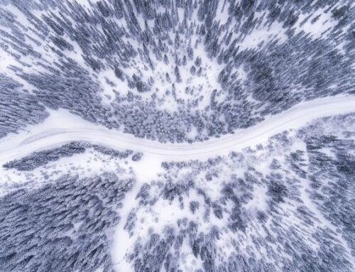 Caribou : les projets pilotes de Québec inachevés et sans échéancier