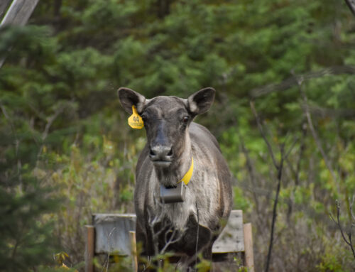 Appels à l’action à Val-d’Or pour sauver la harde de caribous