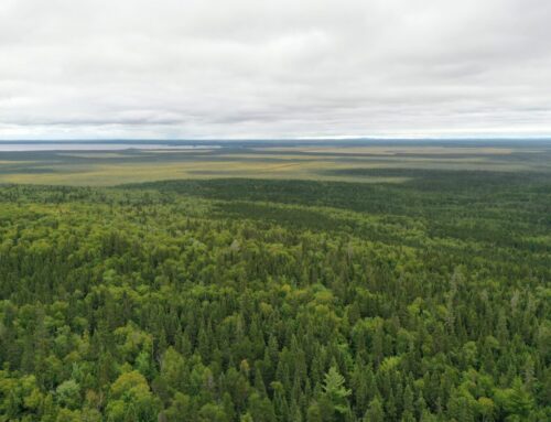 Ottawa et Québec ont conclu « une entente de façade » sur le caribou, dénonce l’APNQL