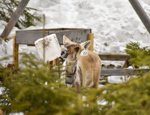 Un caribou de Charlevoix à la rescousse des caribous de Val-d’Or