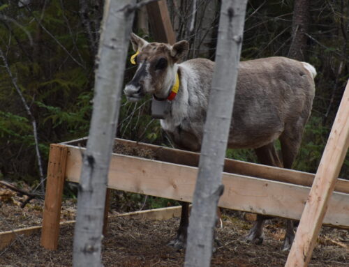Réactions mitigées face à l’accord Québec-Ottawa sur les caribous