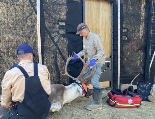 Un caribou transféré discrètement pour freiner l’extinction d’une harde en Abitibi